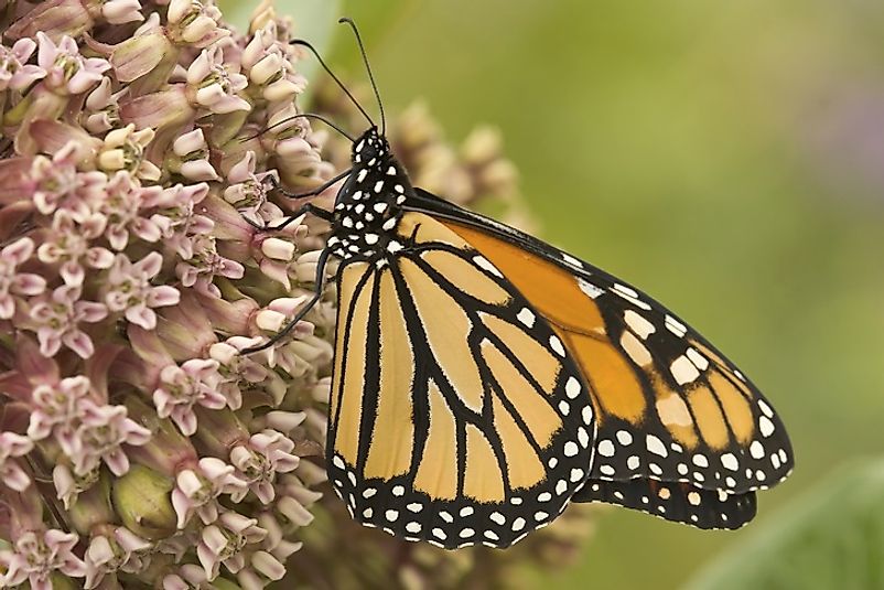 A Monarch butterfly feeds upon milkweed, one of its most important sources of sustenance.