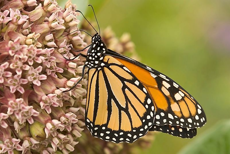 A Monarch butterfly feeds upon milkweed, one of its most important sources of sustenance.