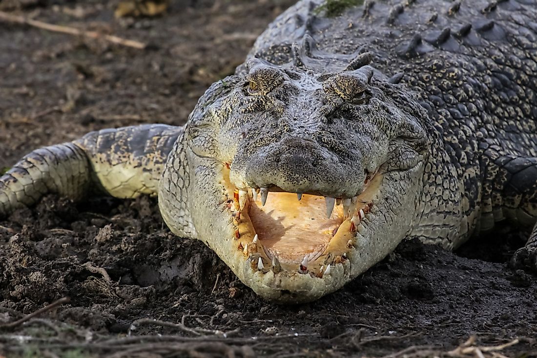 A fiercesome Saltwater Crocodile in Australia. 