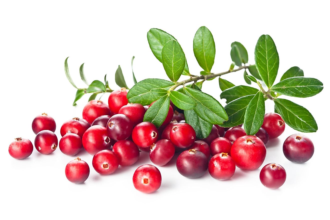 Cranberries became an important food source for European colonists soon after they arrived in North America.