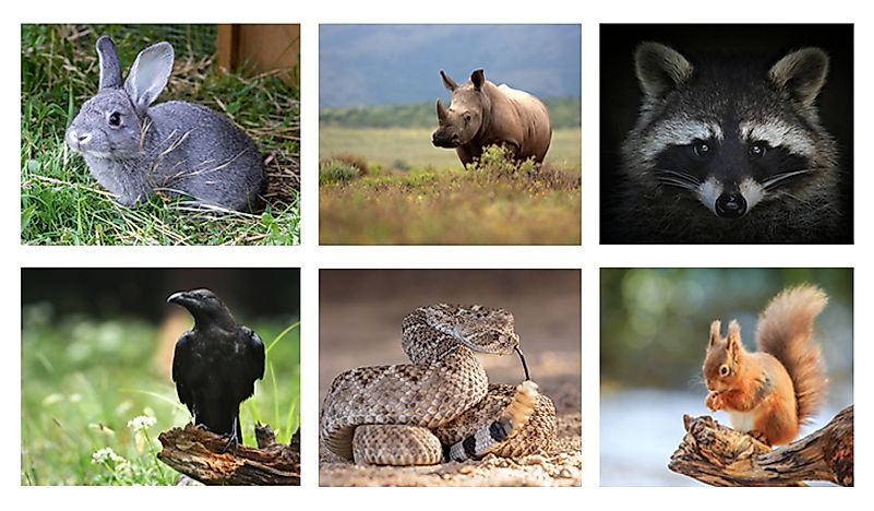 Some animals that start with R. 