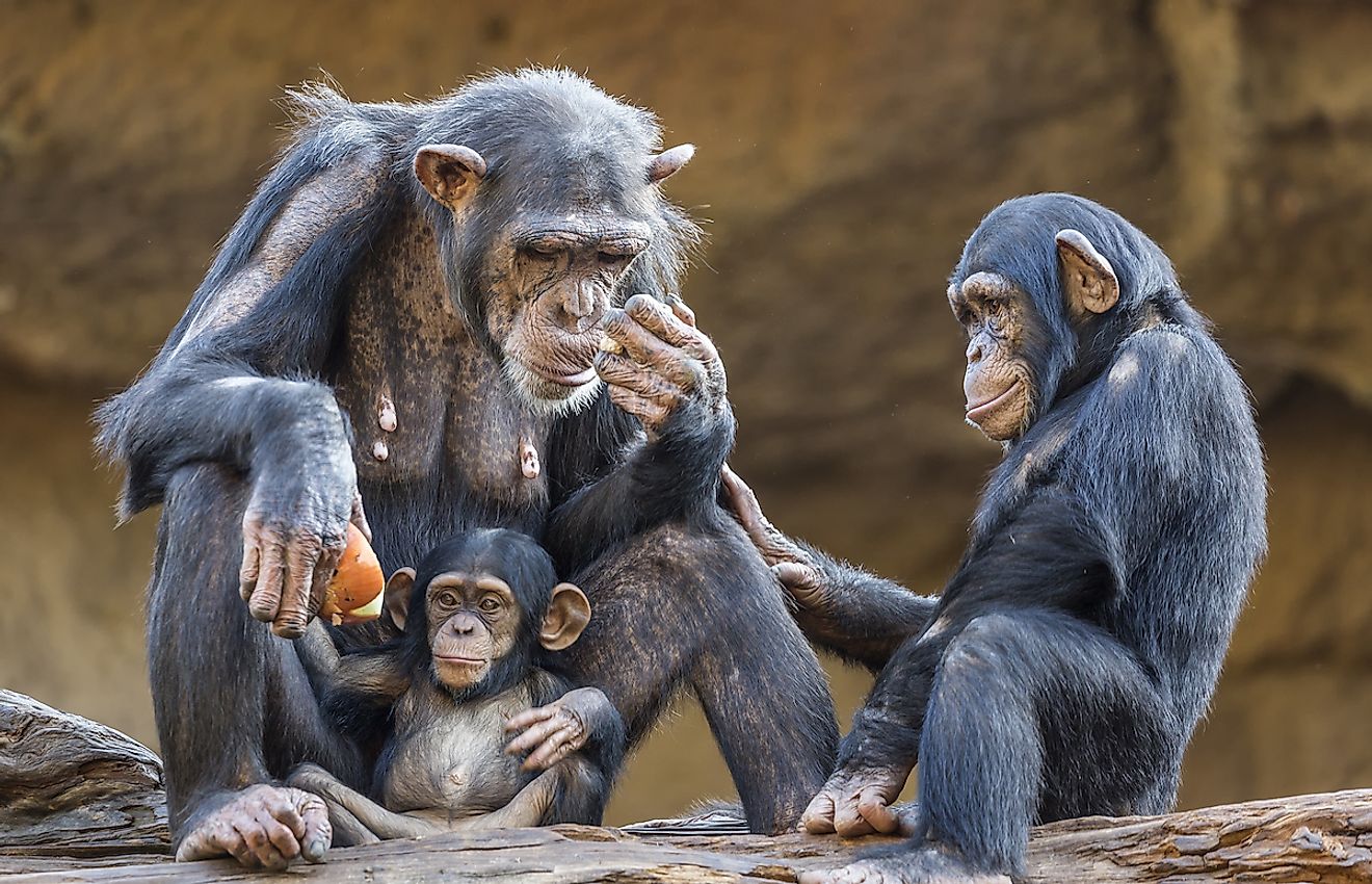 Close up of a Chimpanzee-family (mother and her two kids). Image credit: Henner Damke/Shutterstock.com