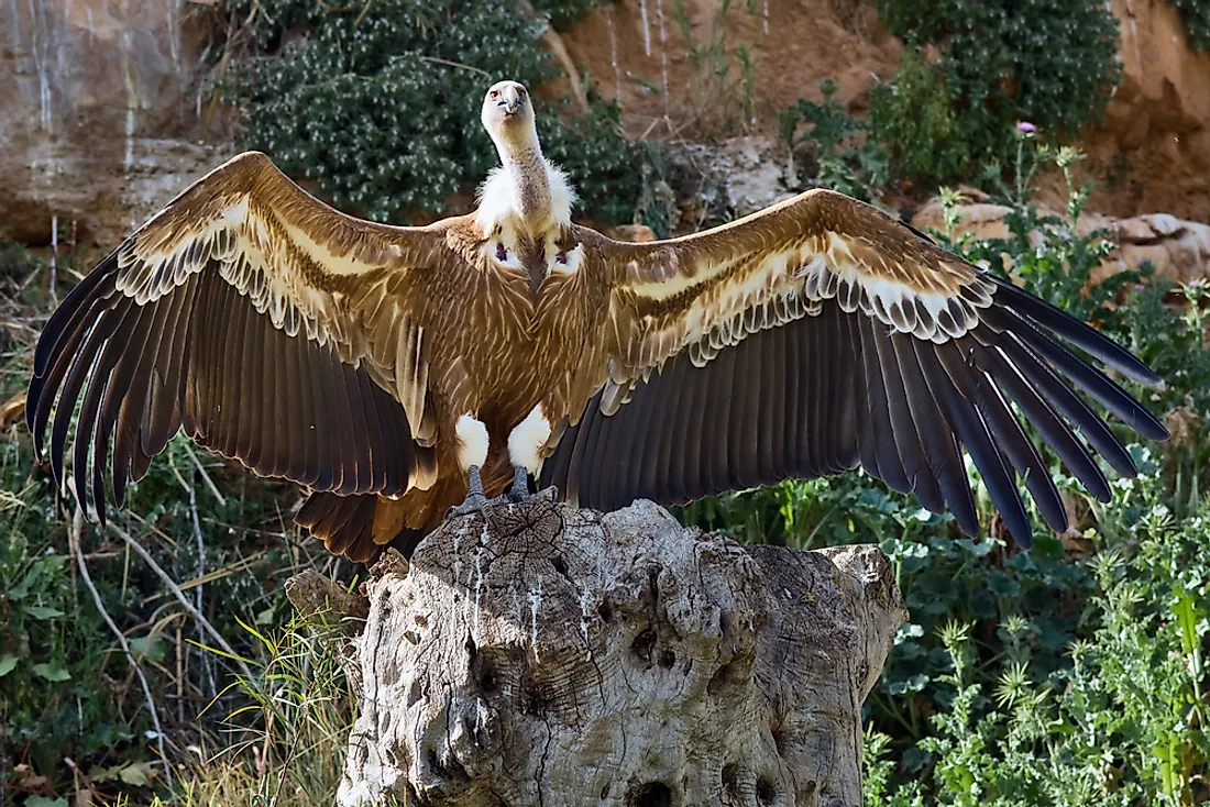 A Eurasian black vulture showing his wing span. 