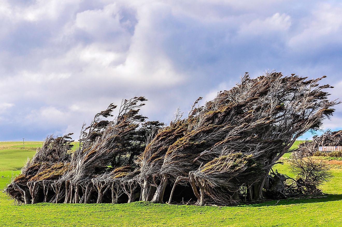 Slope Point is the southernmost point of New Zealand, and what is interesting about this place is the trees.