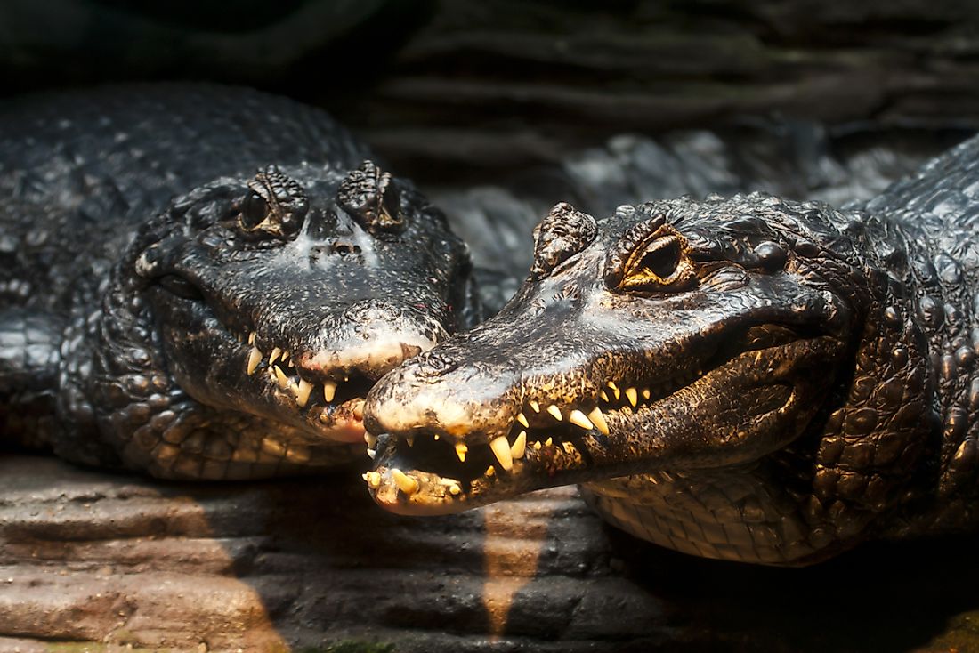 Black caimans showing their teeth. 