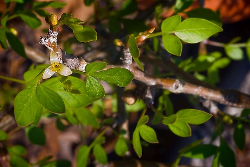 Wild Frankincense (Boswellia papyrifera) growing in Ethiopia.