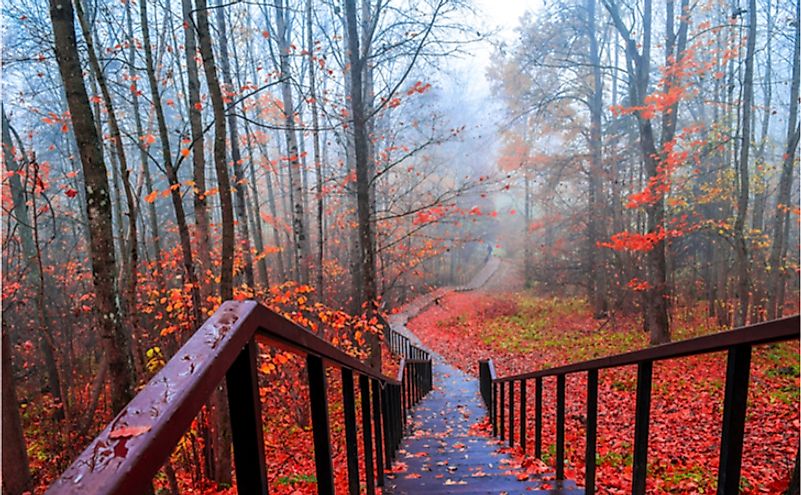 Stairs leading down to a mist enveloped forest in autumn.