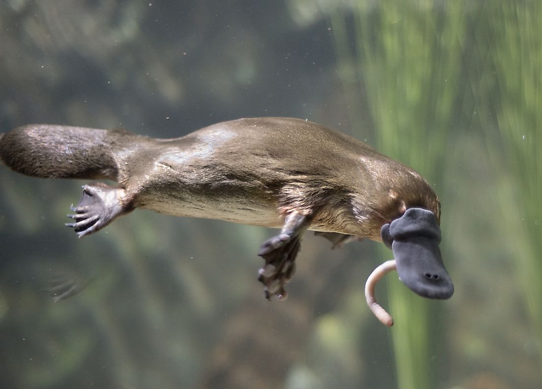 A platypus eating a worm. 
