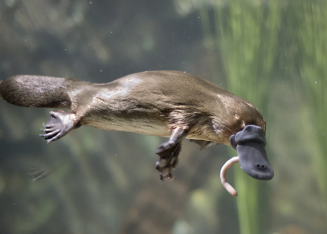 A platypus eating a worm. 