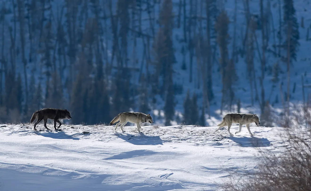 Three Druid wolves trot snowy Lamar Valley Yellowstone National Park