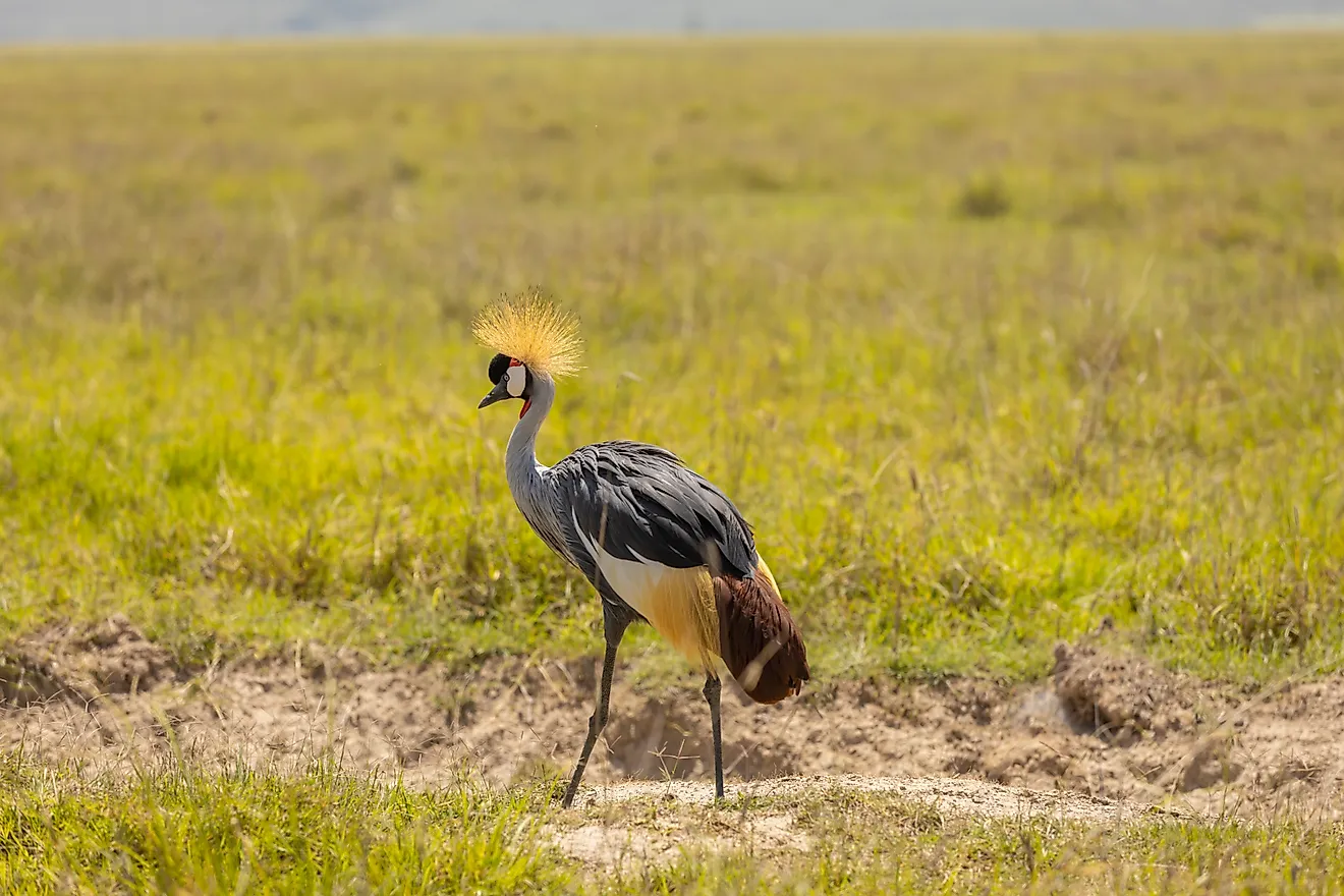 Whooping Crane standing in shallow wetland water with long legs