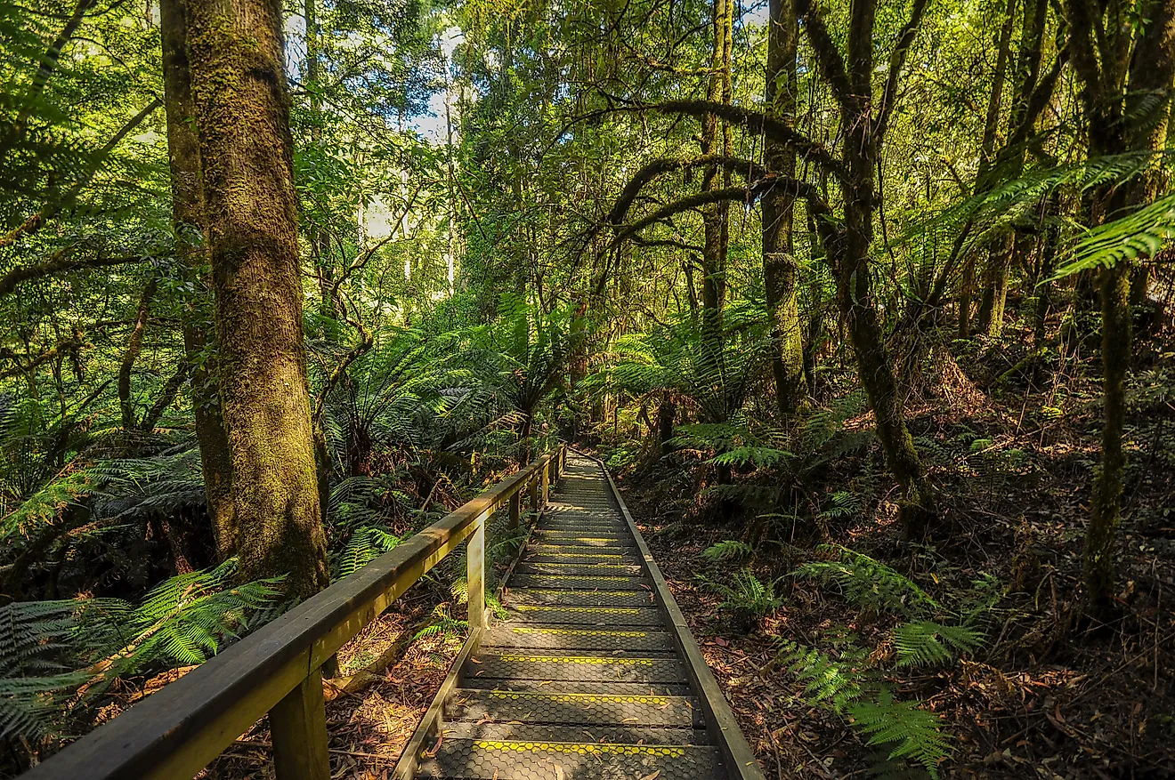 Great Otway National Park.