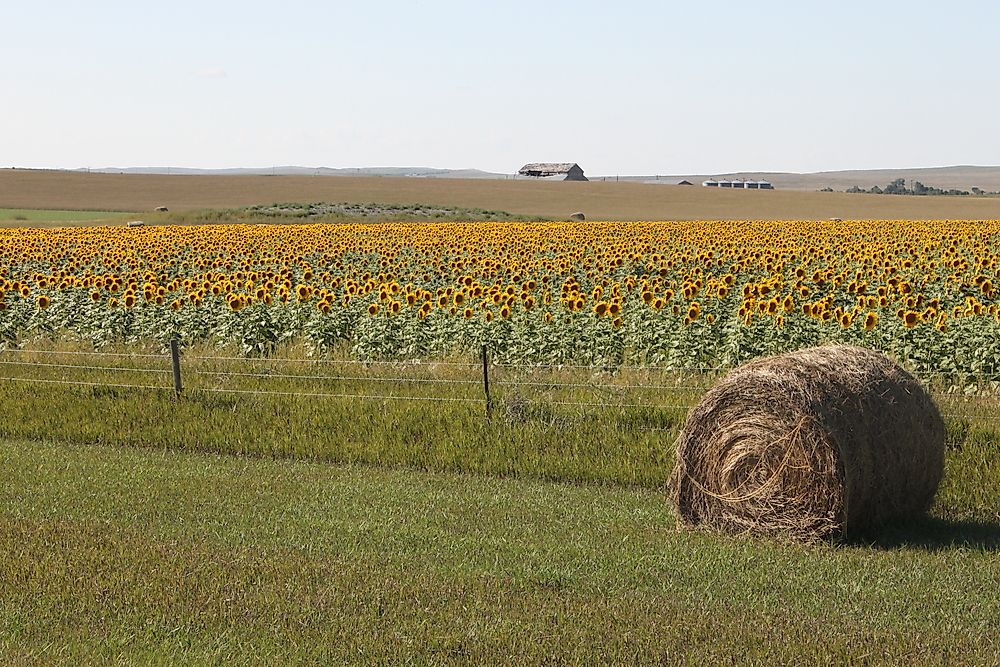 A sunflower field in South Dakota. 