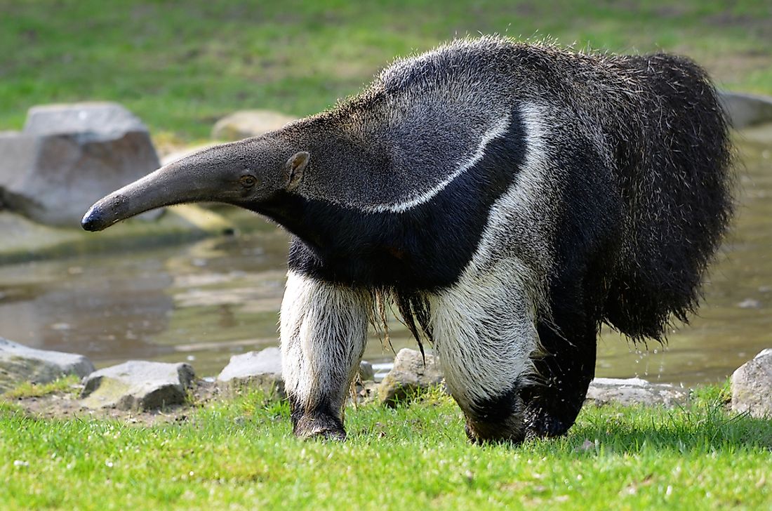 The Four Types of Anteaters - WorldAtlas