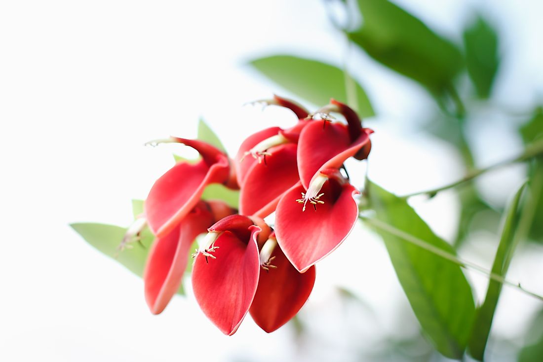 The flower of the Cockspur coral tree is the national flower of both Argentina and Uruguay.