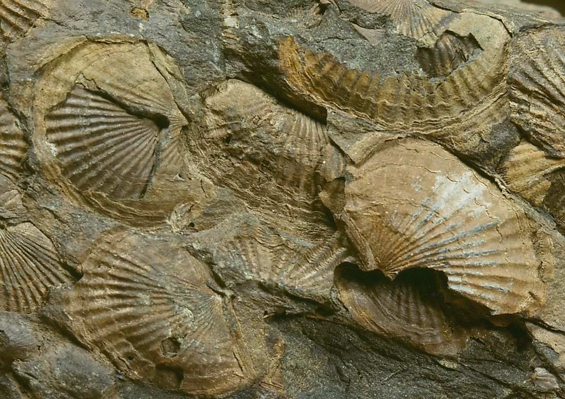 Brachiopod fossil