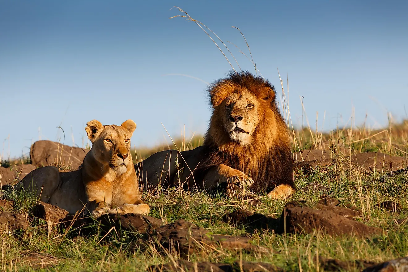 An African lion and lioness.