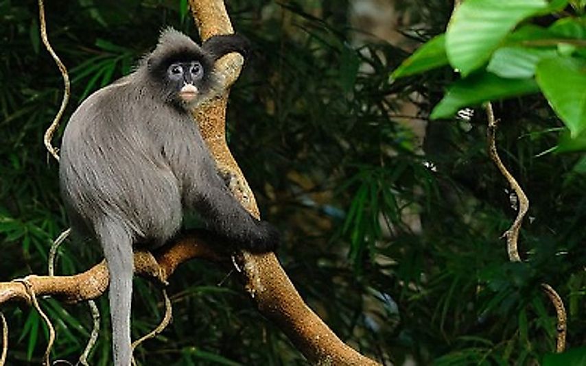The endangered Phayre's Leaf Monkey is found in northeast India and neighboring countries.