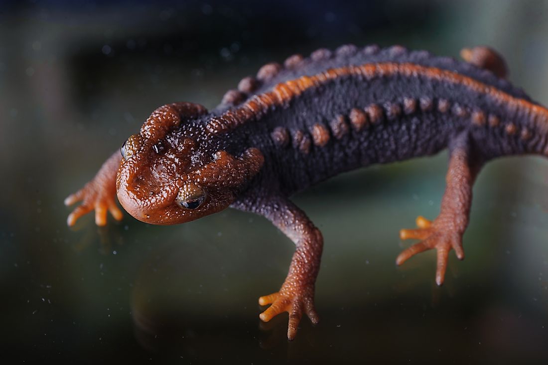 The Himilayan newt can be found in Malaysia. 