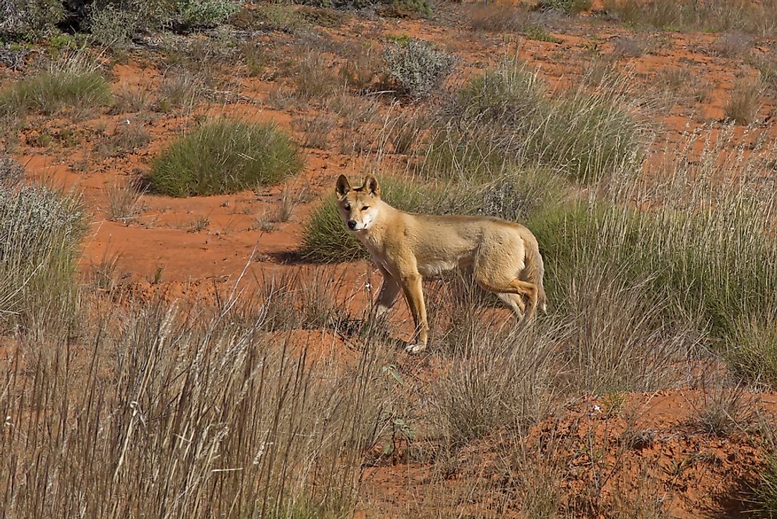 The dingo has adapted to thrive in much of Australia's arid regions.