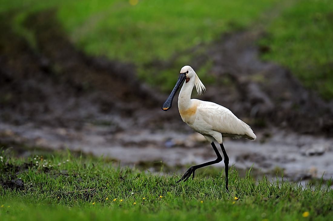 types of spoonbill bird