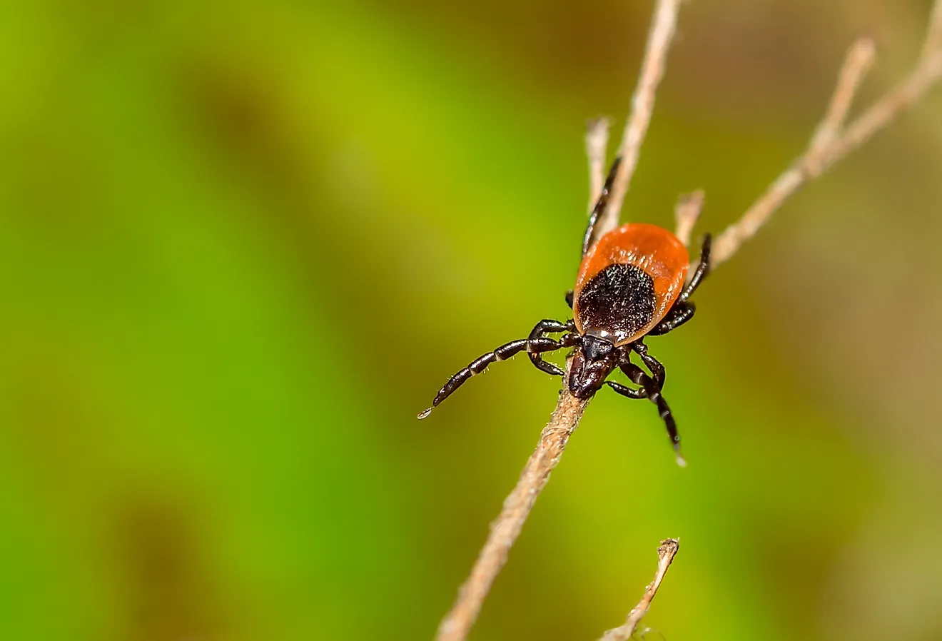 Deer tick on branch.