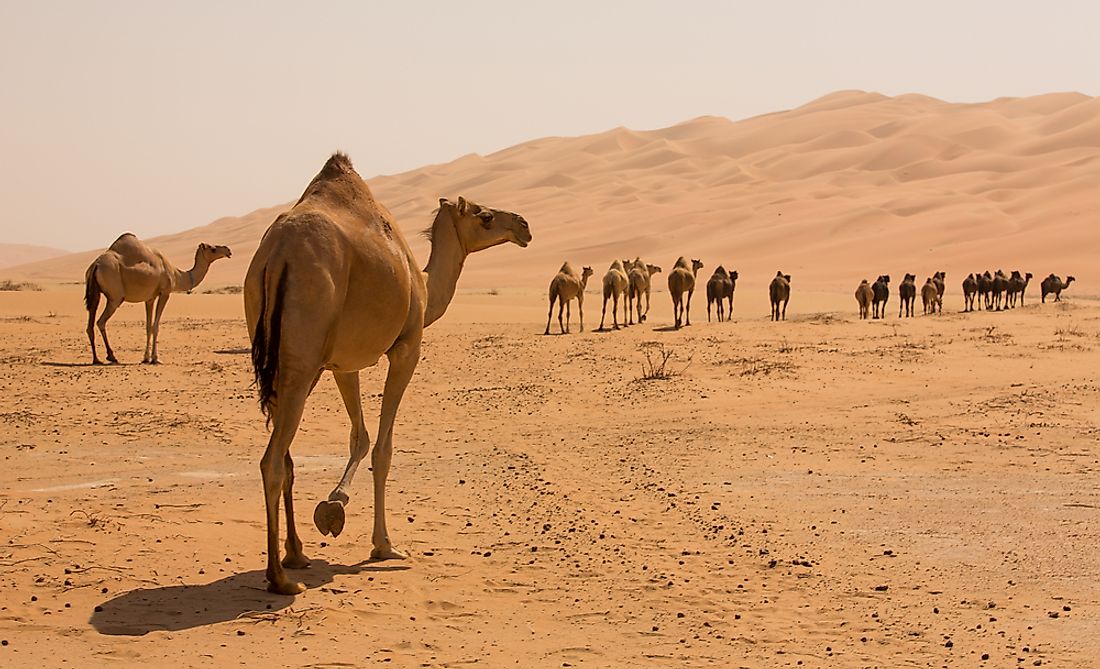 Camels living in the Liwa Desert. 