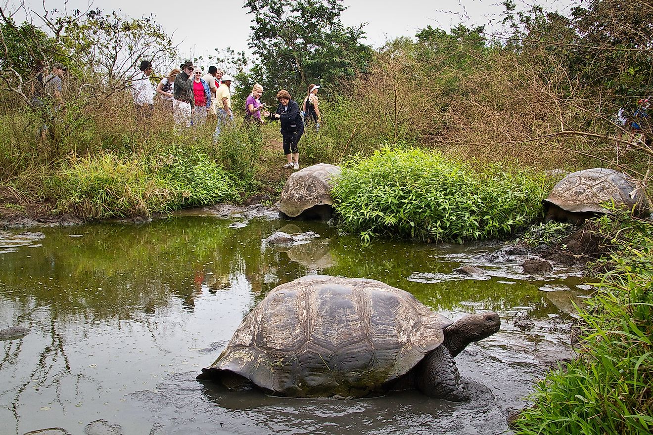 Galapagos giant tortoises being observed by tourists. Image credit: Fotos593/Shutterstock.com