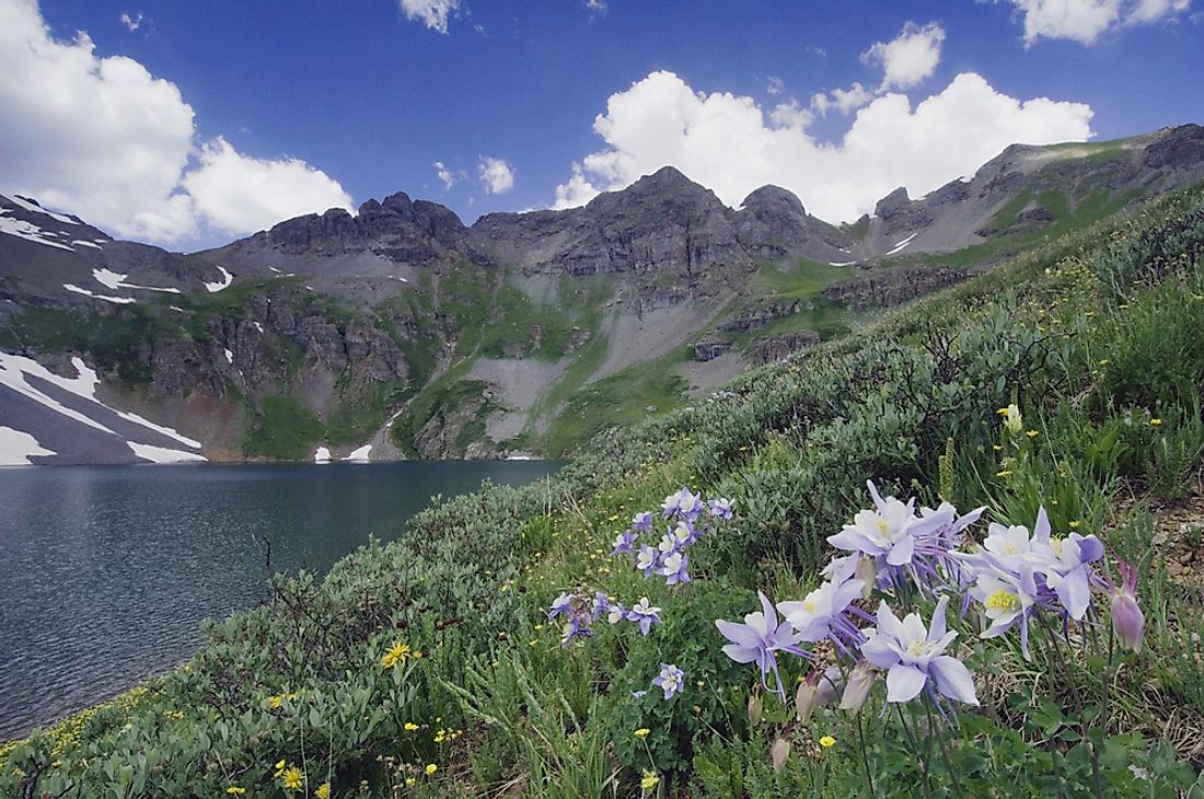 The Colorado Columbine in the San Juan Mountains in Colorado, US.