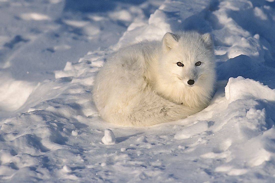 An arctic fox. 