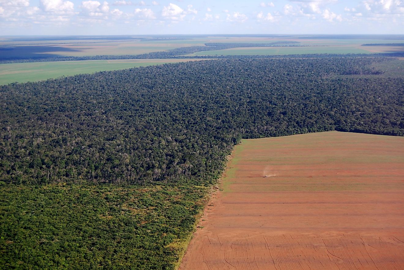 Thousands of miles of Amazon rainforest are being destroyed for agricultural use.