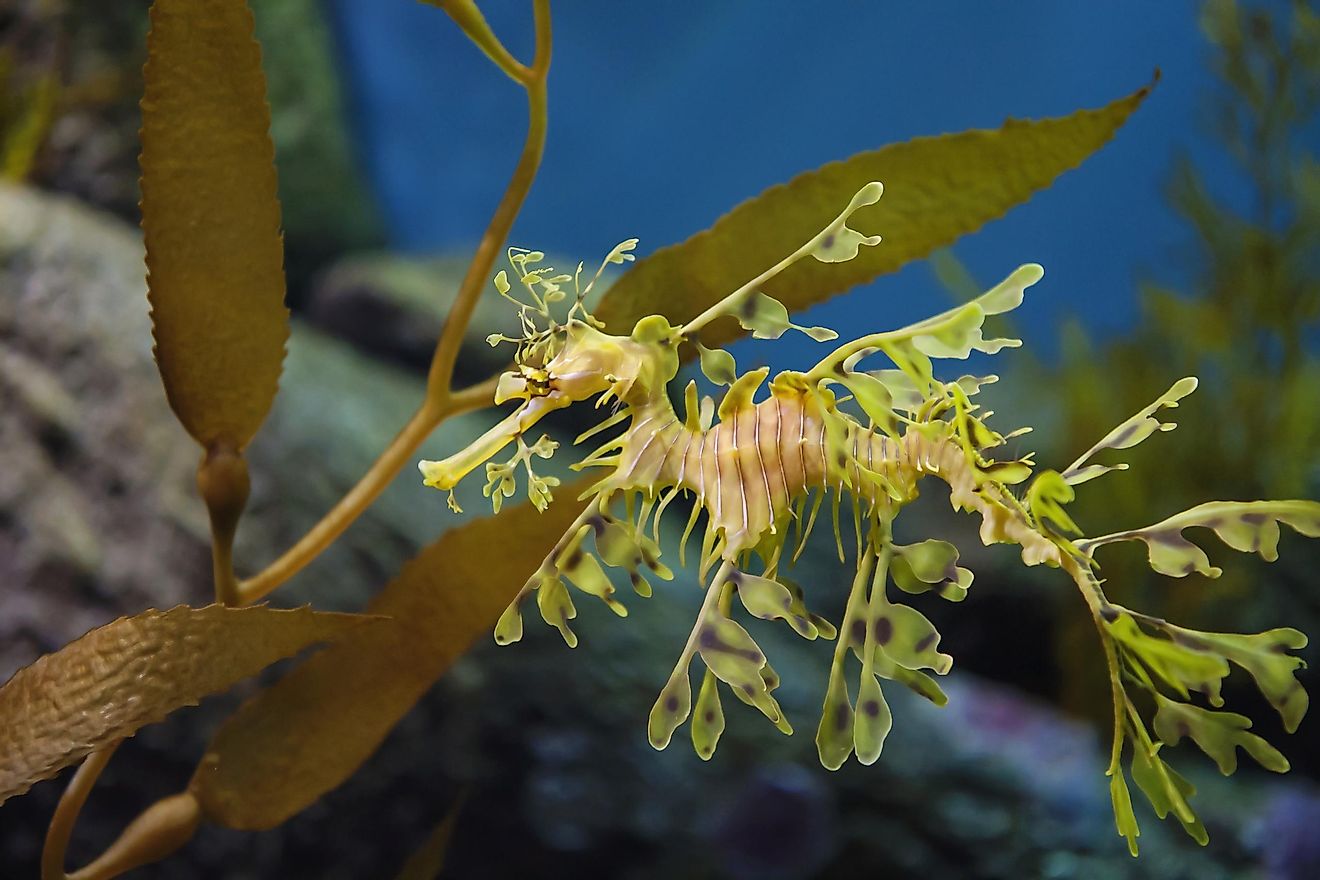 It is hard to tell at first:  is this seaweed or the weirdest fish ever?