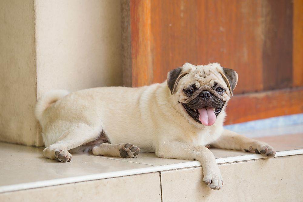 A Pug. 