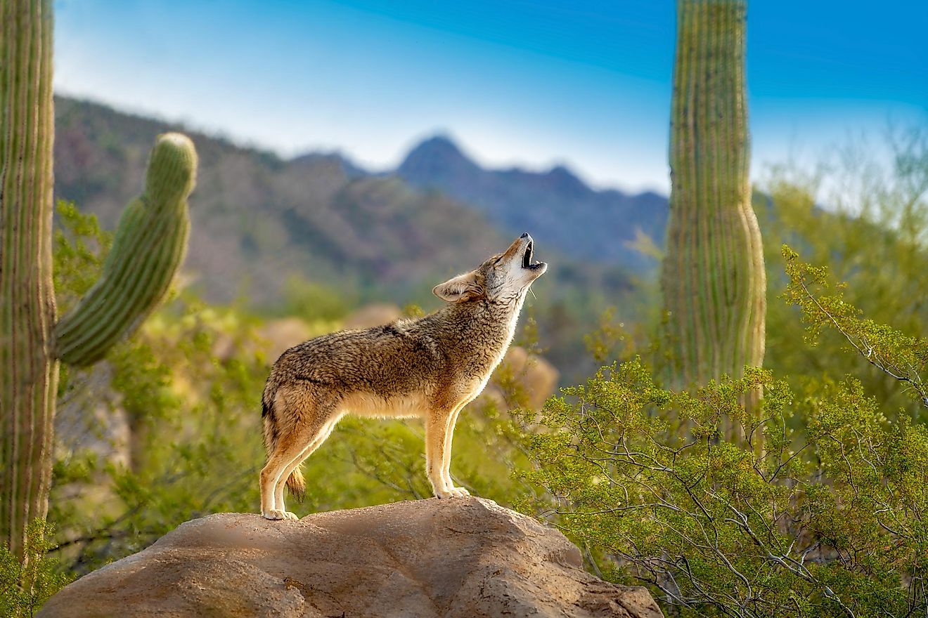 Coyote Facts - WorldAtlas