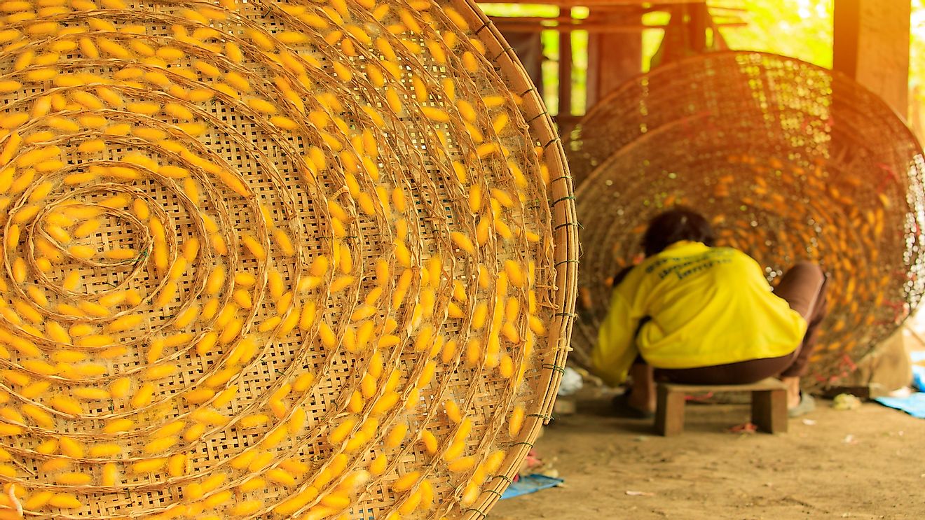 Raising silkworms pupae in a bamboo herring, silkworm. Traditional silk thread making in Thailand.