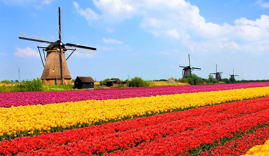 Tulip fields in the Netherlands.