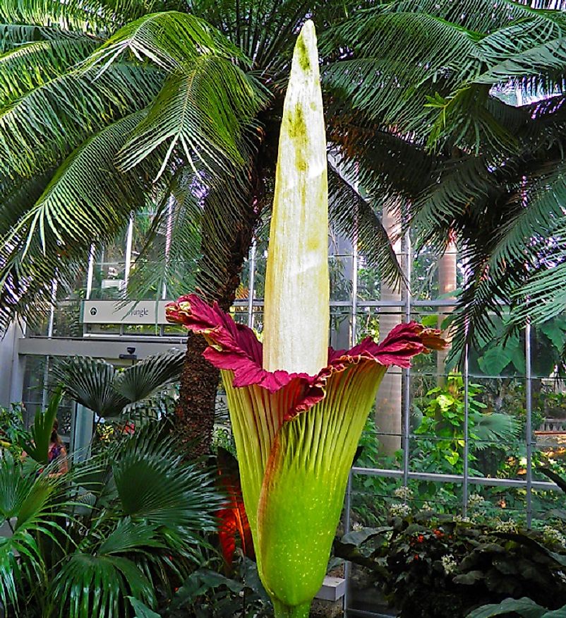 The massive Titan Arum preparing to bloom.