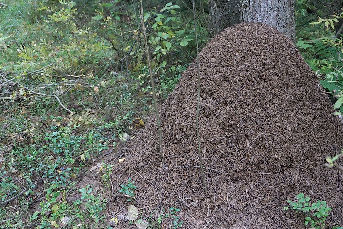 Ant colony insulating their nest with twigs and pine needles before winter. 