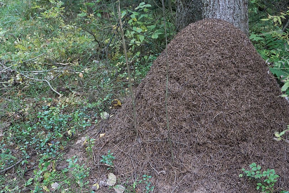 Ant colony insulating their nest with twigs and pine needles before winter. 