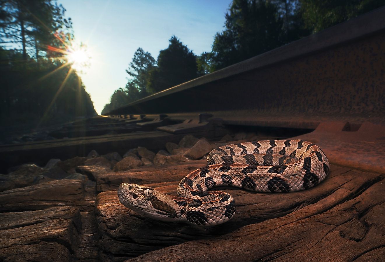 Wild timber rattlesnake (Crotalus horridus).