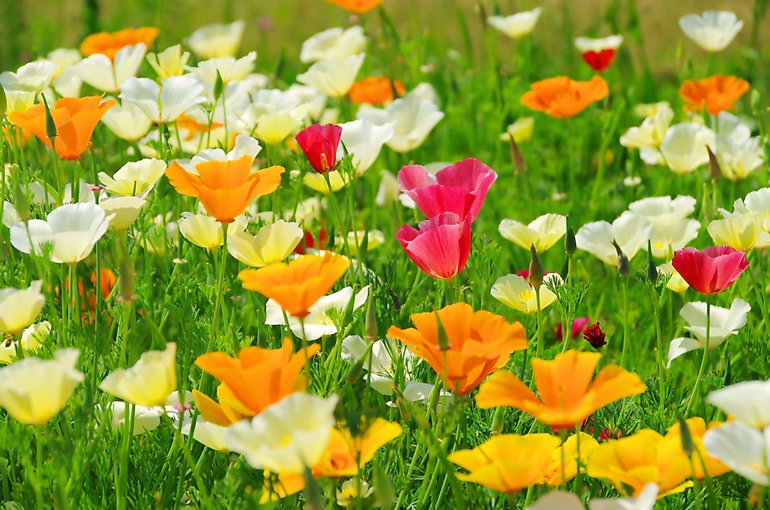Although the California poppy comes in a variety of colors, it is the yellow California poppy that is the state flower.