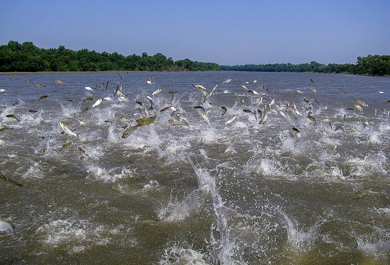 Many Asian (invasive) carp jumping out of the water.
