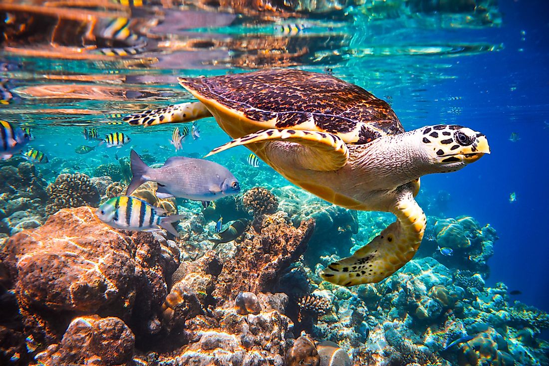 A hawksbill turtle floats in the water of the Indian Ocean coral reef, near the Maldives. 