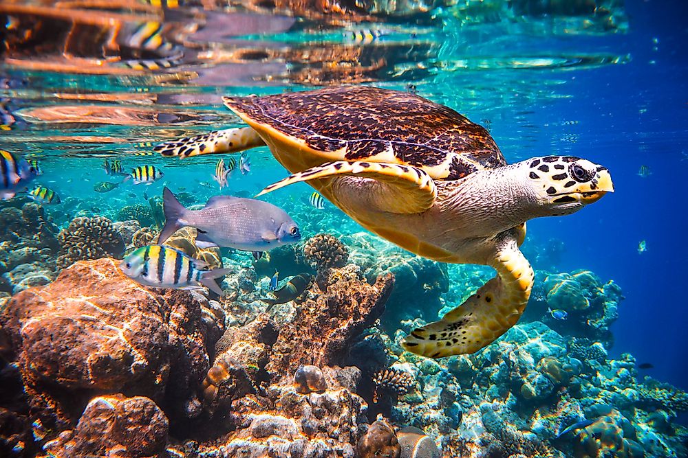 A hawksbill turtle floats in the water of the Indian Ocean coral reef, near the Maldives. 