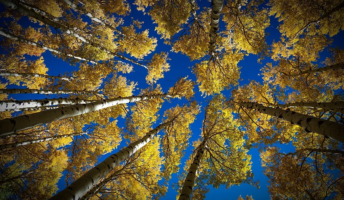 Colorful Arizona in autumn along the Kachina Trail near Flagstaff.