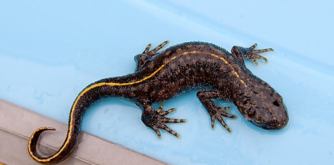 An Anatolian Crested Newt (Triturus anatolicus).