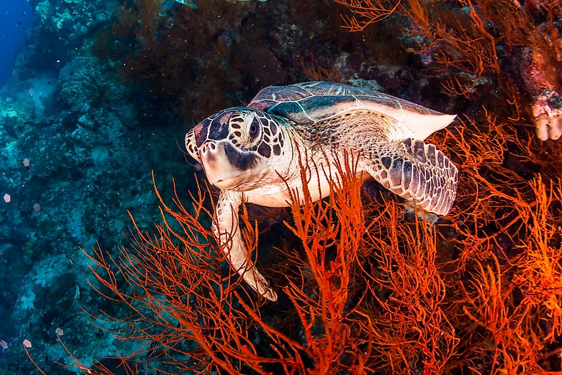 Sea turtles live in the oceans.
