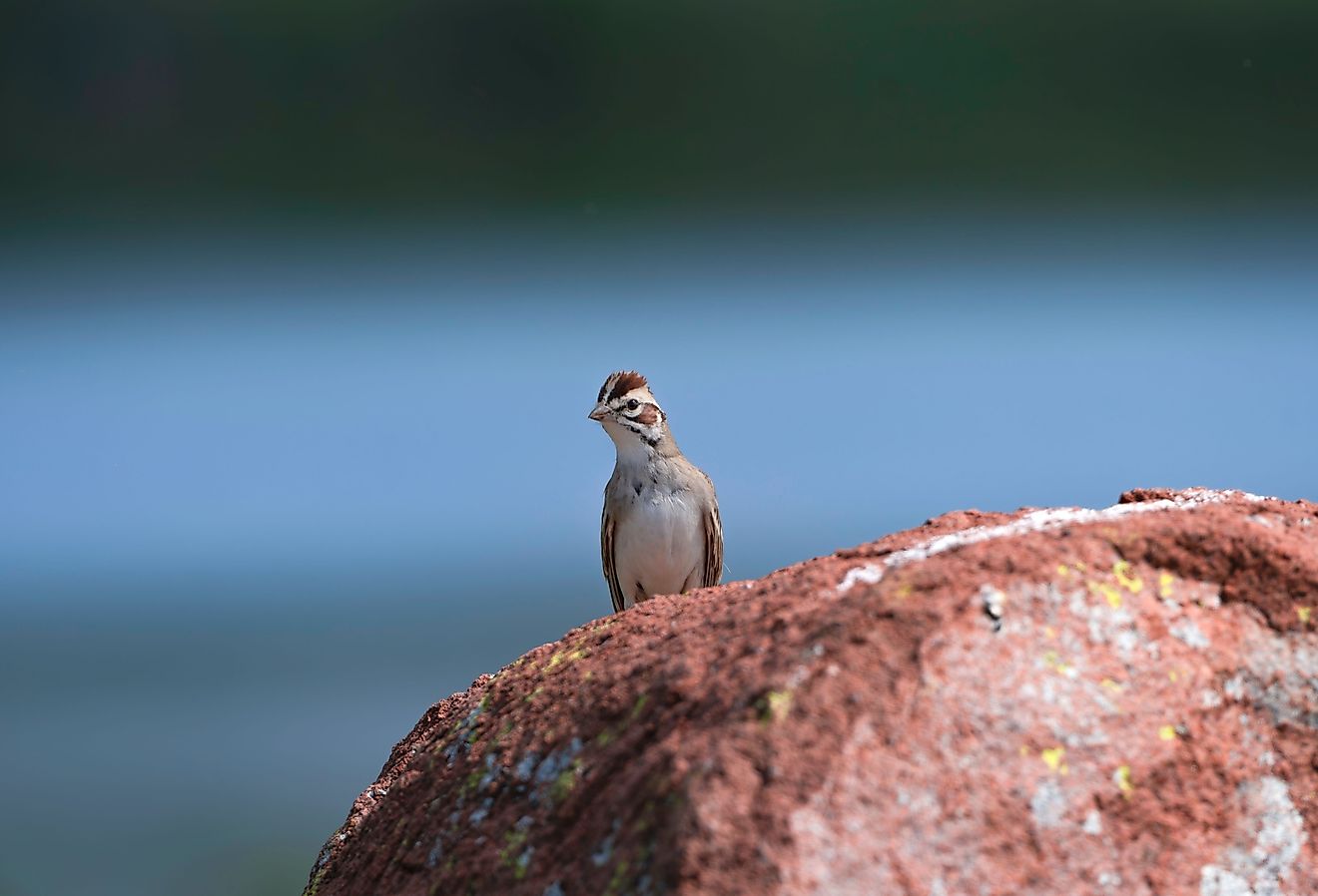 Lark Sparrow on a rock