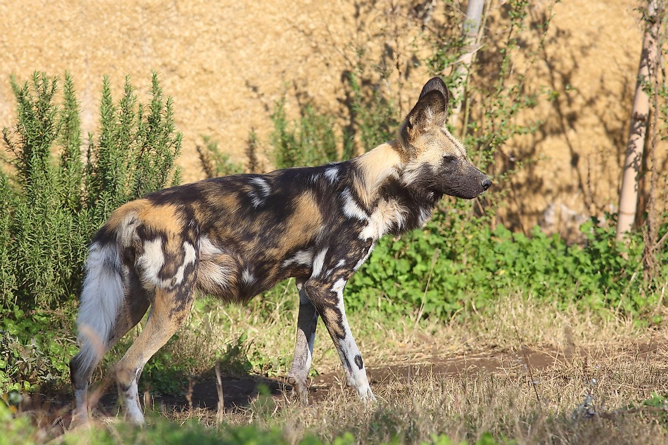 The Cape wild dog can be found in Mozambique. 
