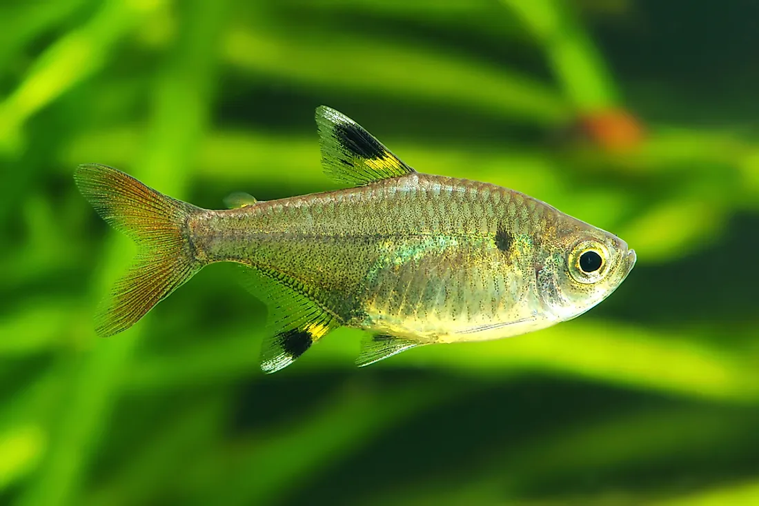 An x-ray tetra. 